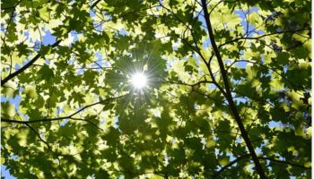 An Incident Between AbuBakr And Rabee’ah: A Lesson In Maturity, Fair Play, Accountability, And Responsibility During Disagreement